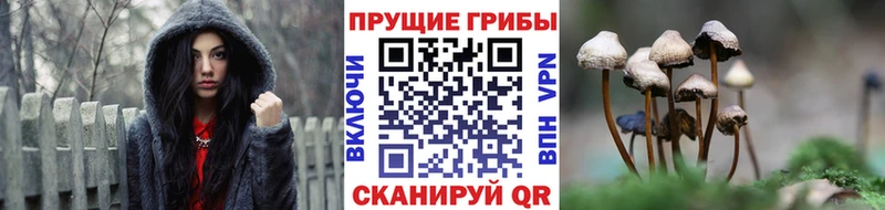 Купить Светлоград Псилоцибиновые грибы GOLDEN TEACHER